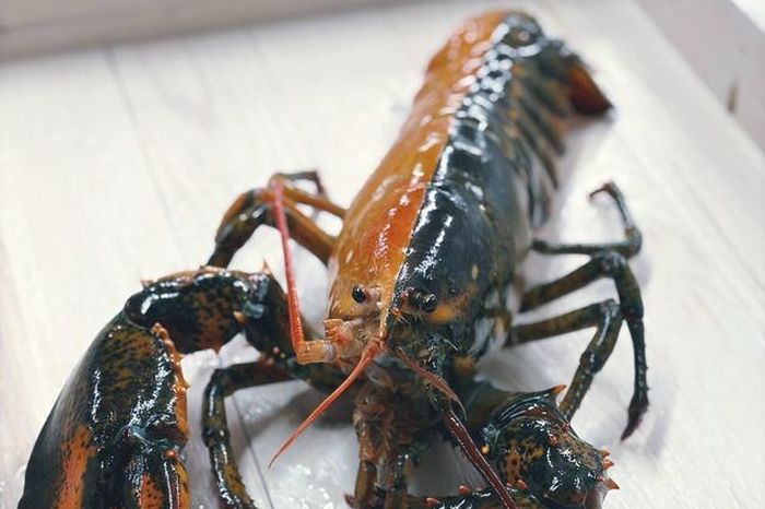 Ngư dân bắt được con tôm hùm hai màu cực hiếm gặp - Tạp chí Người Đưa Tin