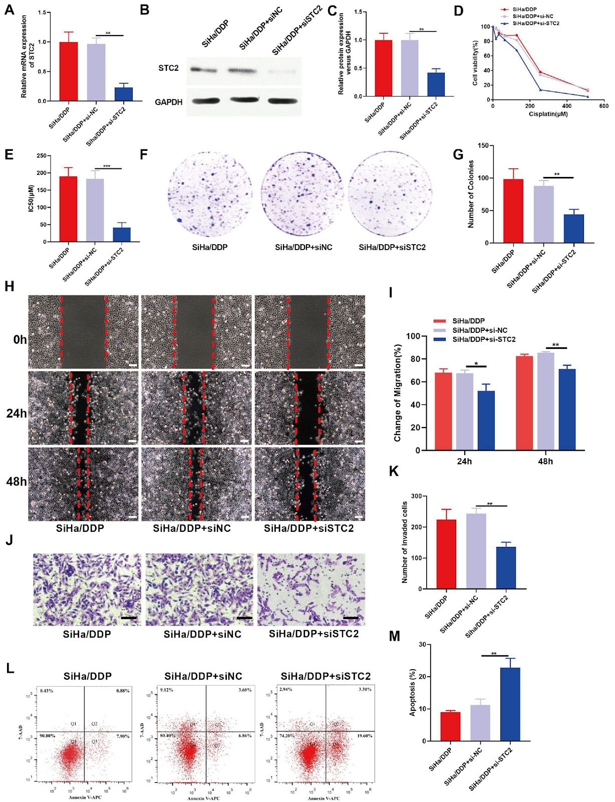 miR-34b-3p-mediated regulation of STC2 and FN1 enhances chemosensitivity and inhibits proliferation in cervical cancer
