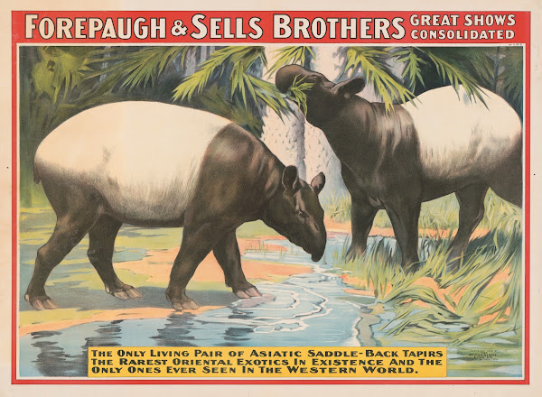 Forepaugh  Sells Brothers great shows consolidated The only living pair of Asiat