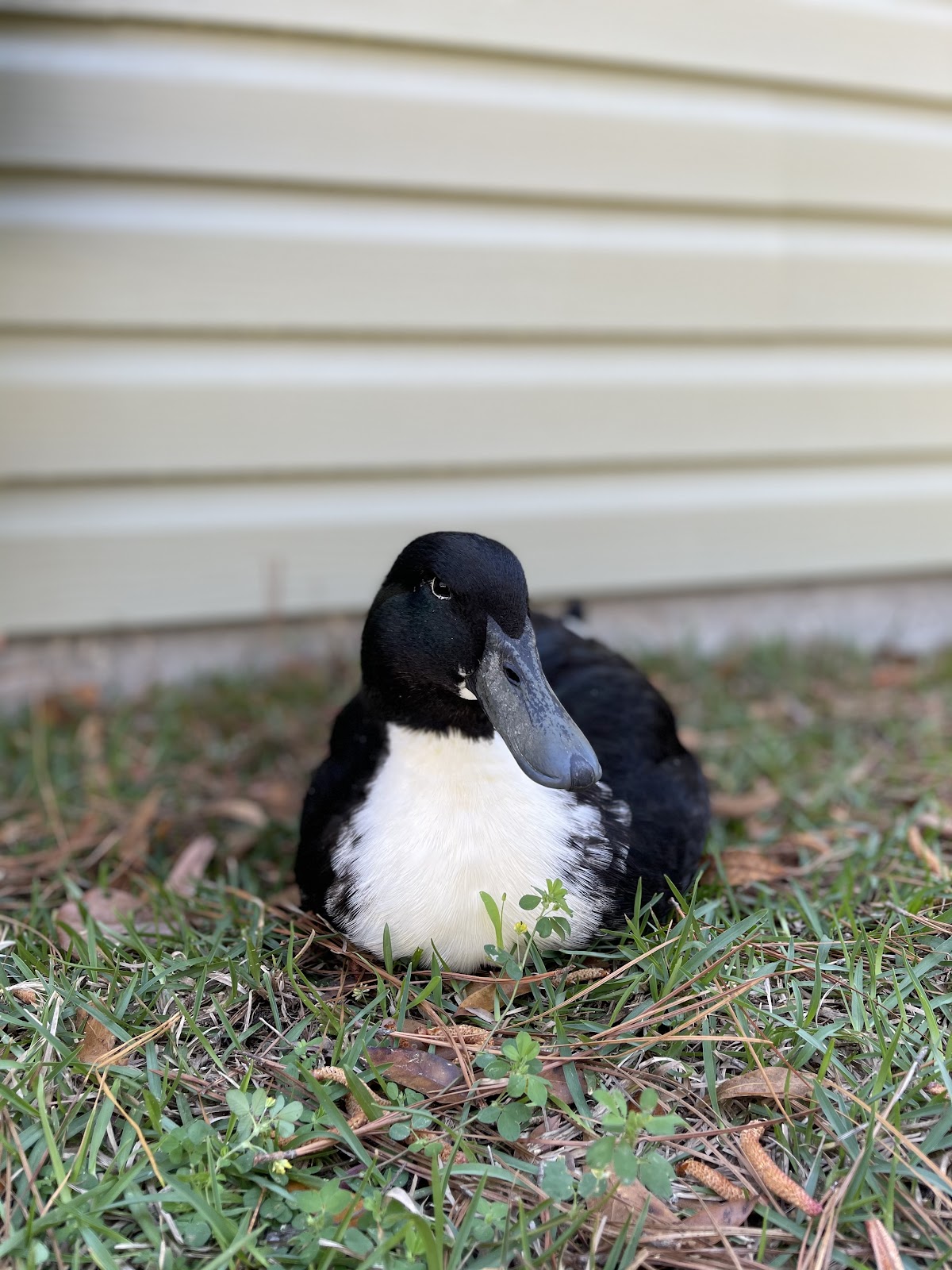 Black Swedish Duckling