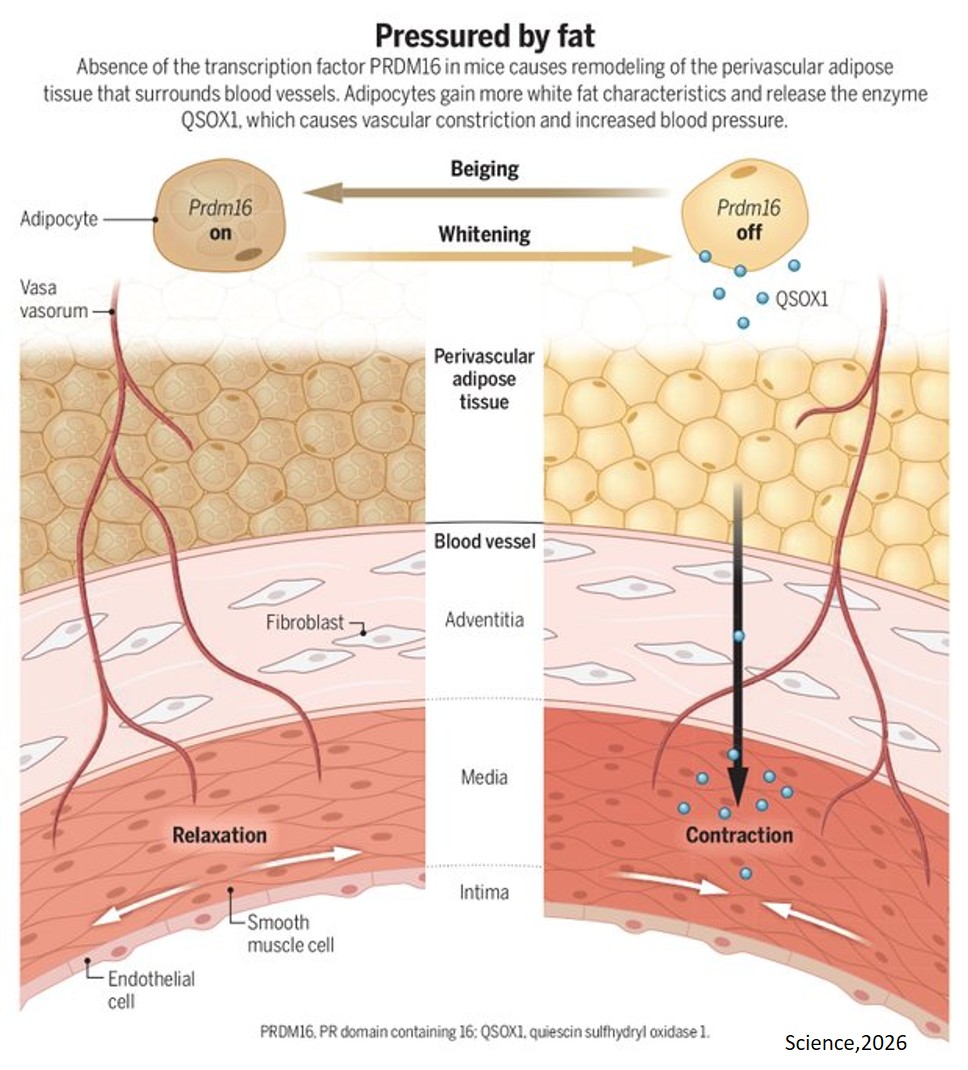 Beige fat promotes healthy vascular function and blood pressure in mice