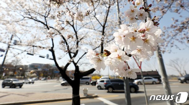 서울 벚꽃 개화 기후변화