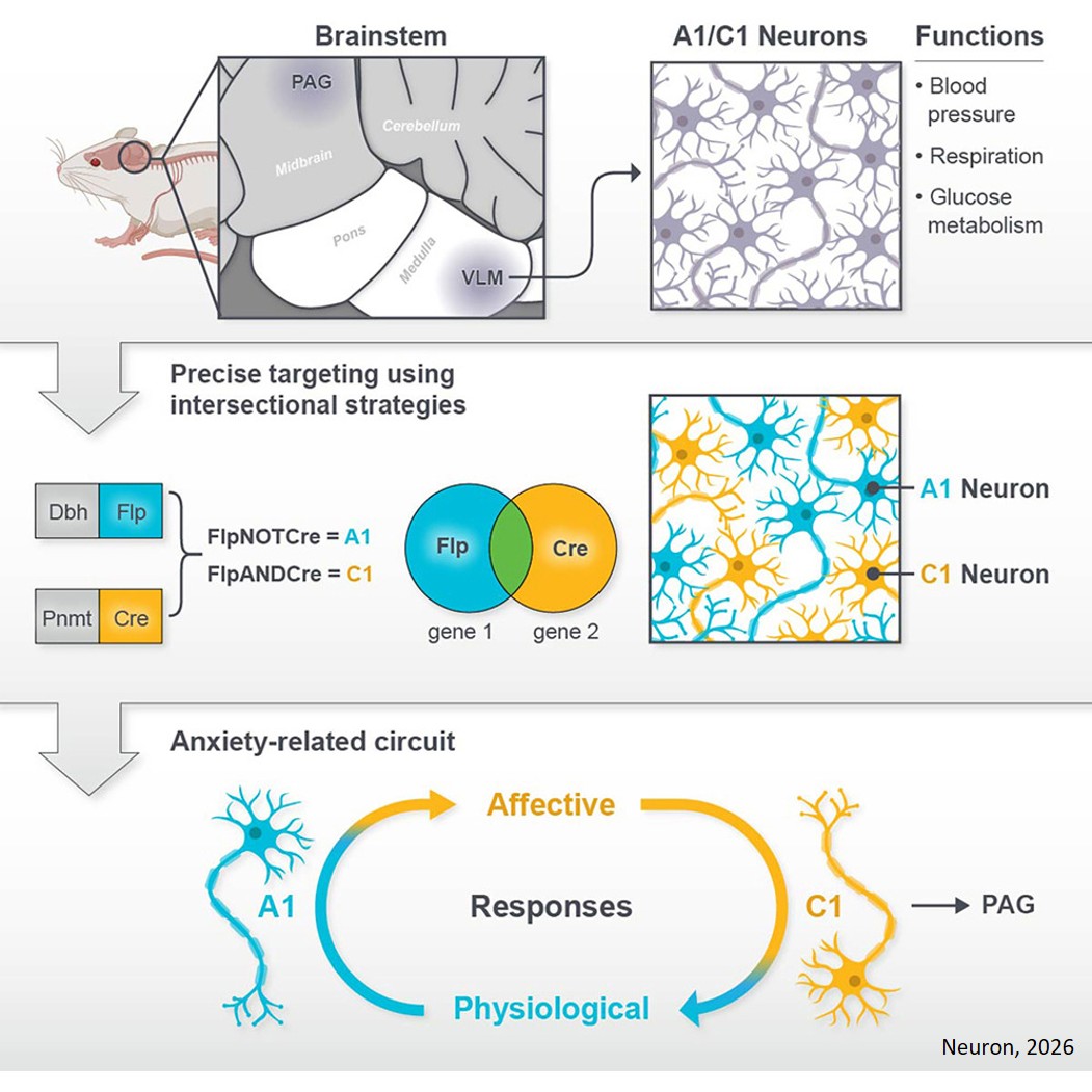 Autonomic C1 neurons promote anxiety via activation of vlPAG