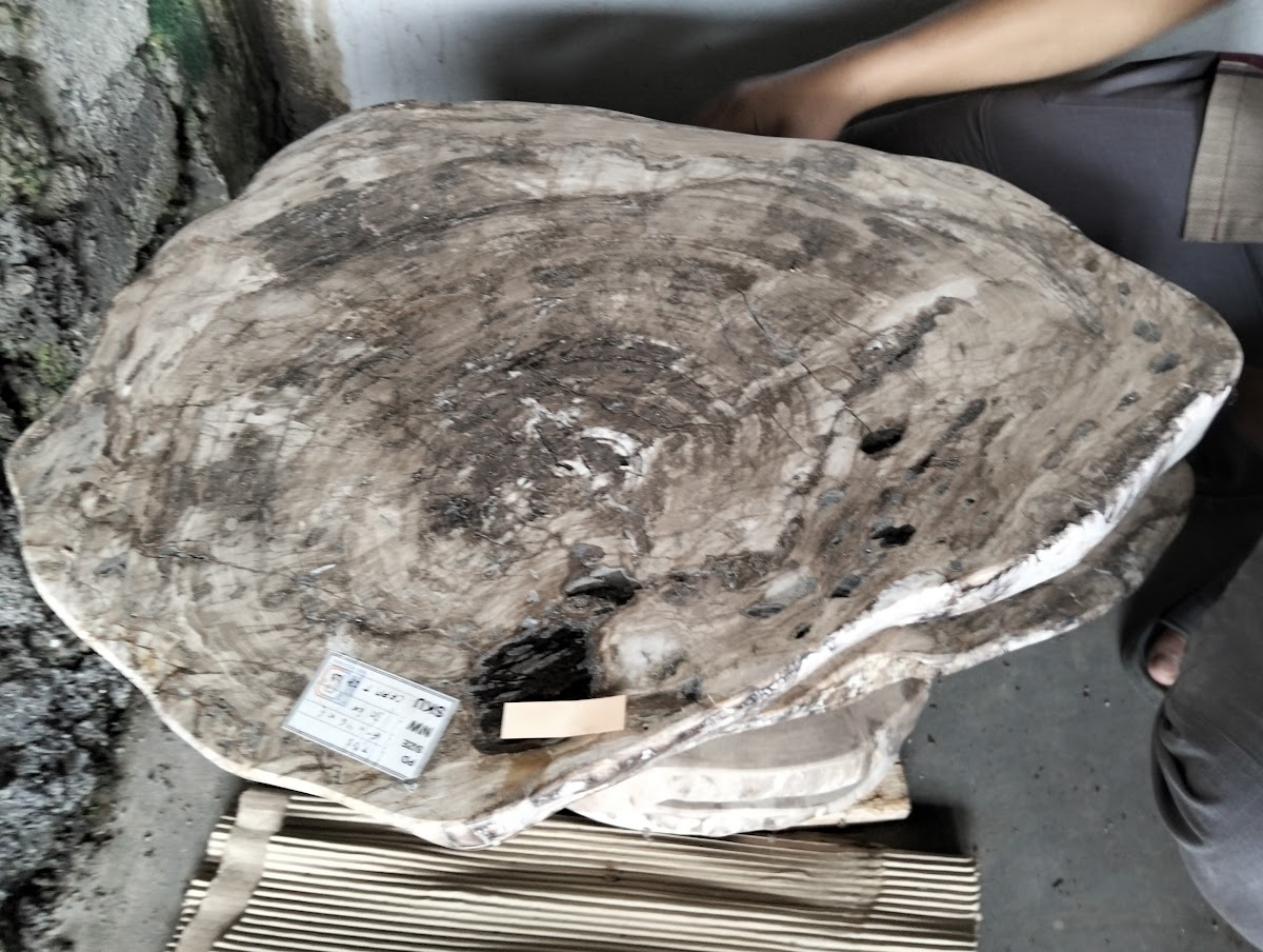 EAST COFFEE TABLE — SKU CFFPT.27.23 | Petrified Wood by PJ Antique Bali