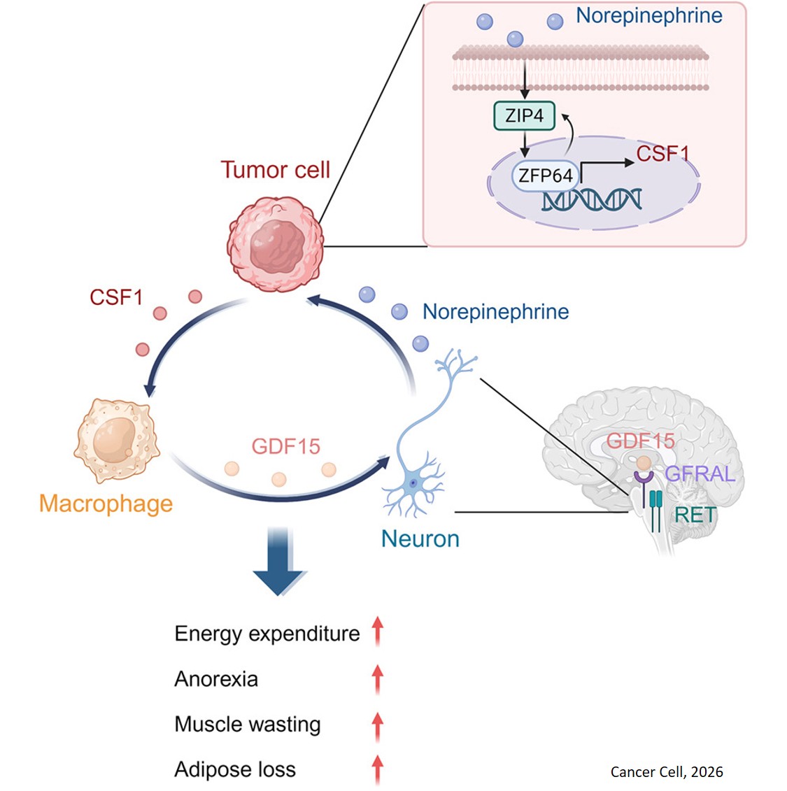 Tumor-immune-neural circuit disrupts energy homeostasis in cancer cachexia