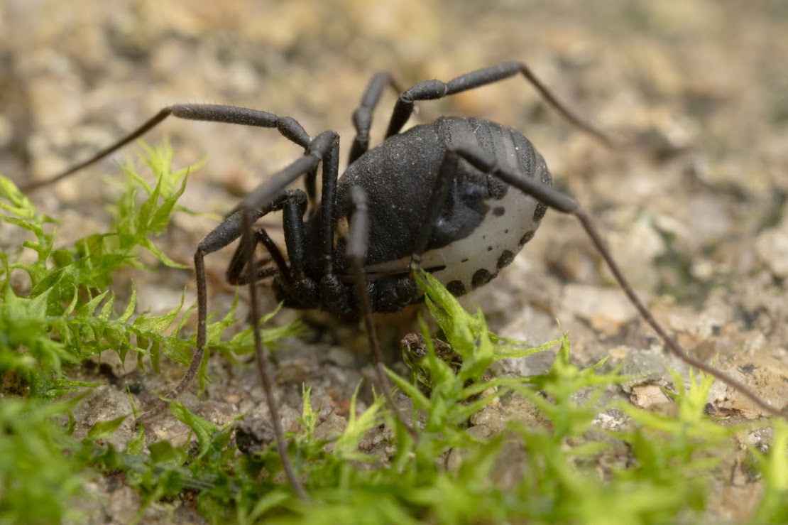 Nemastoma bimaculatum