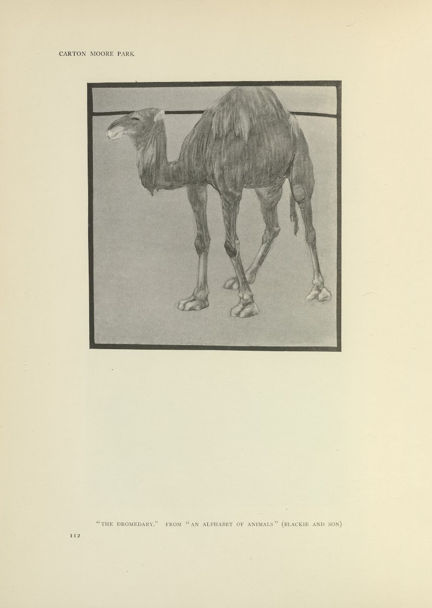 The Dromedary  An alphabet of animals 1914