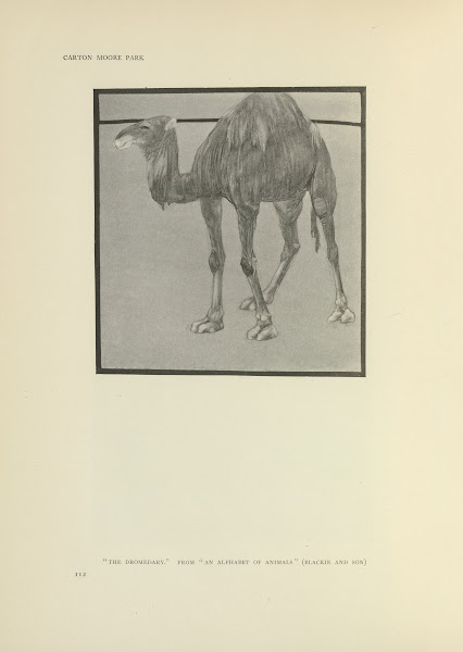 The Dromedary  An alphabet of animals 1914
