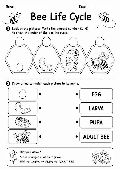 Bee Life Cycle Worksheet