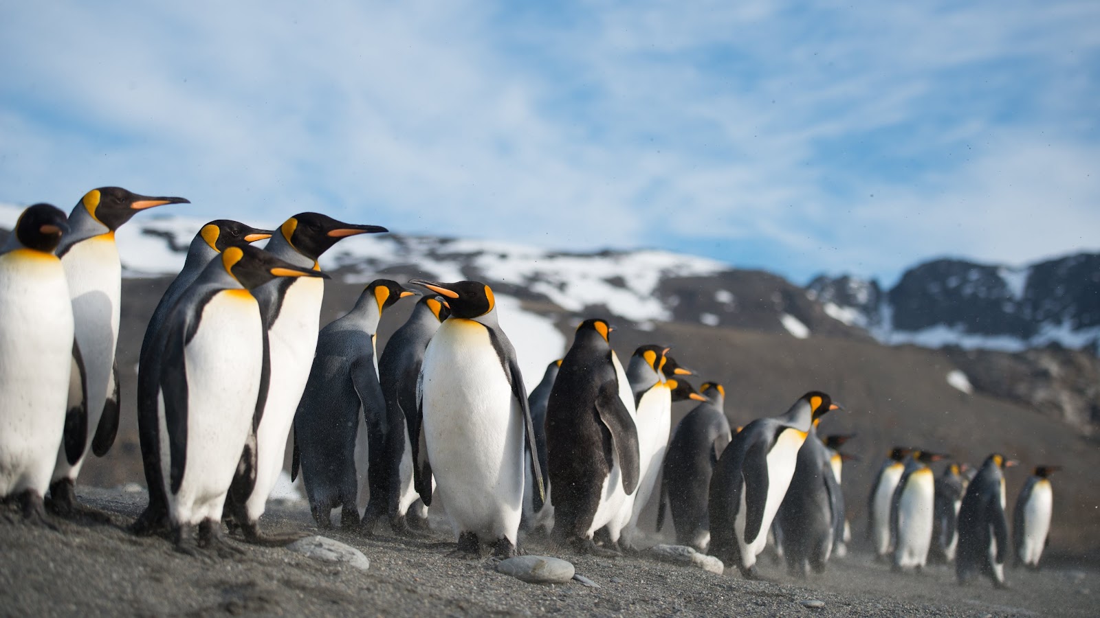 Penguins Wallpaper