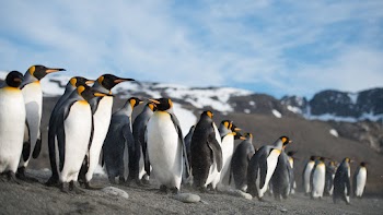 Penguins Wallpaper
