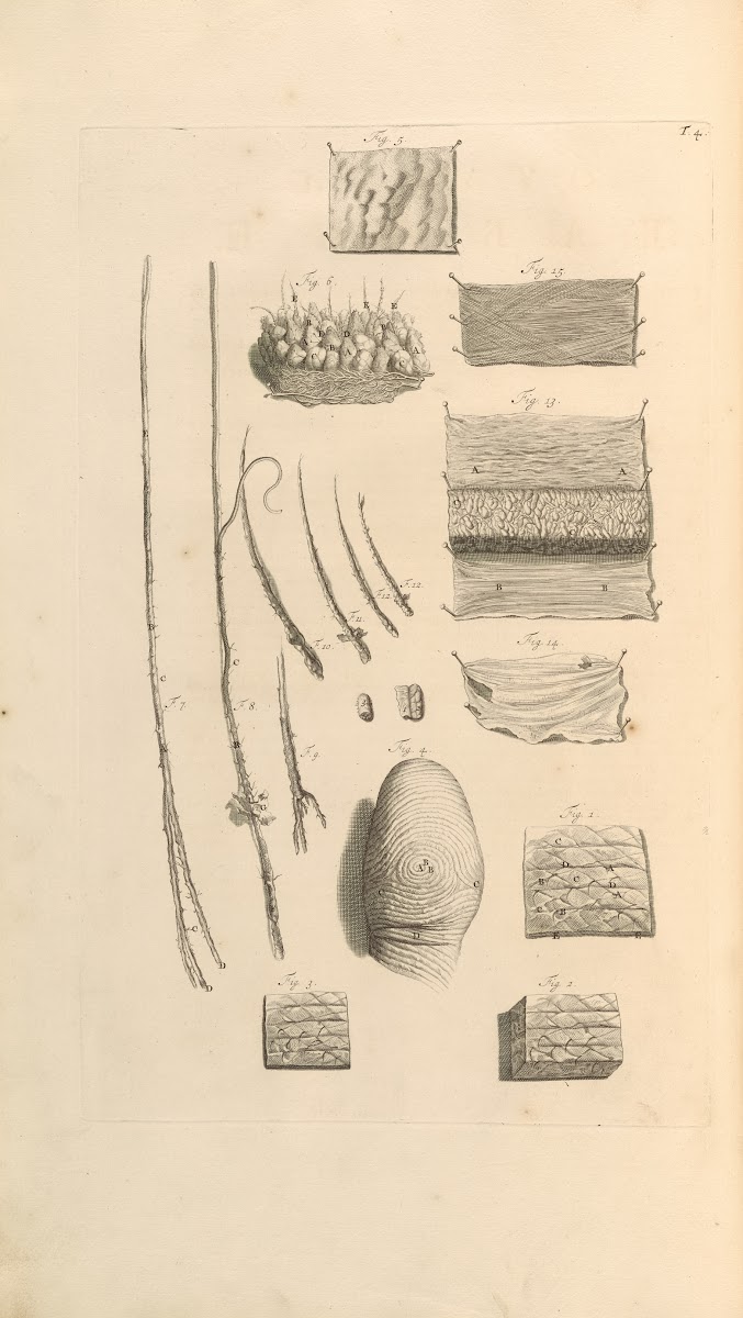 Anatomia humani corporis Pl005 1685