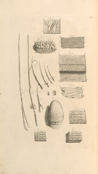 Anatomia humani corporis Pl005 1685