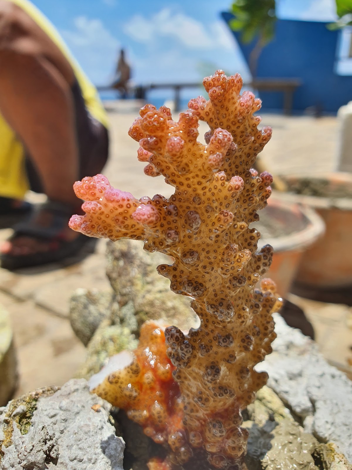 Restoration coral by planting baby corals. Easy steps protect coral reef, Protect coral reef, help coral reef. CarbonEthics Indonesia