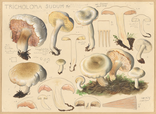 Tricholoma sudum Fr 1915 1945
