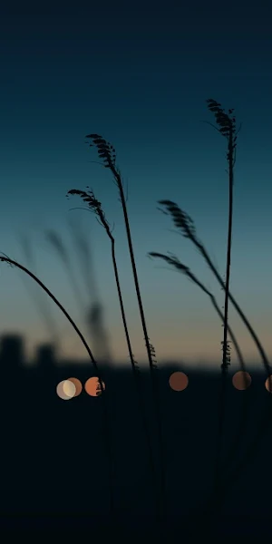 Dusk, Silhouette, Grass, Evening 4K Wallpaper Background