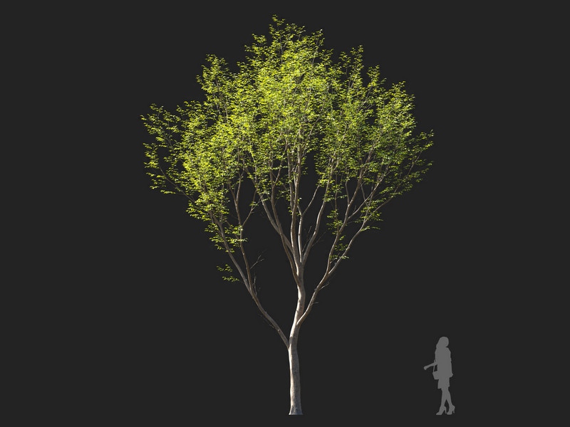 Maxtree - Plant Models Vol.114