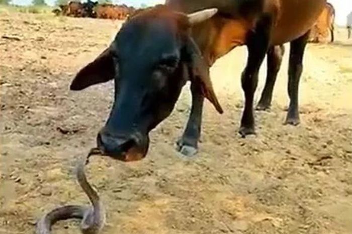 Bò thản nhiên liếm đầu hổ mang chúa và màn đáp trả gây kinh ngạc của rắn - Tạp chí Doanh Nghiệp Việt Nam