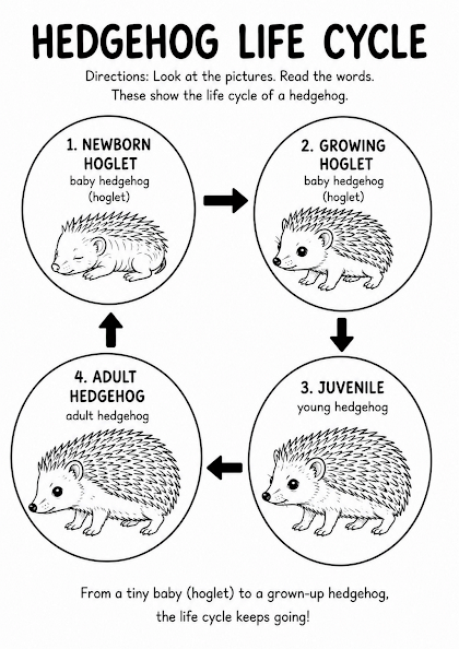 Hedgehog Life Cycle Worksheet