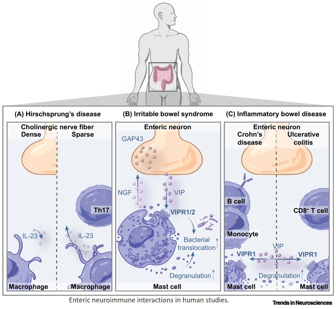 Enteric neuroimmune interactions in health and disease