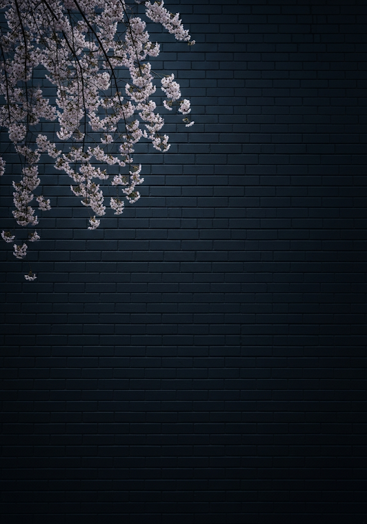 Cherry Blossoms Dark Brick Wall