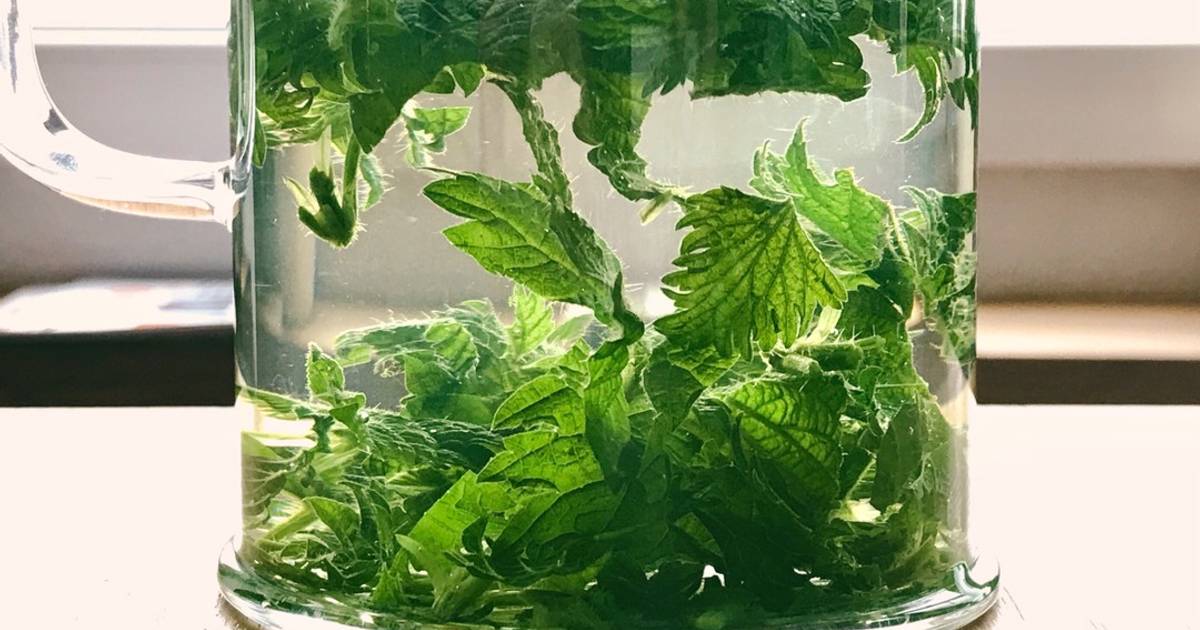 🌱 Trà Tầm Ma Tươi Mùa Xuân