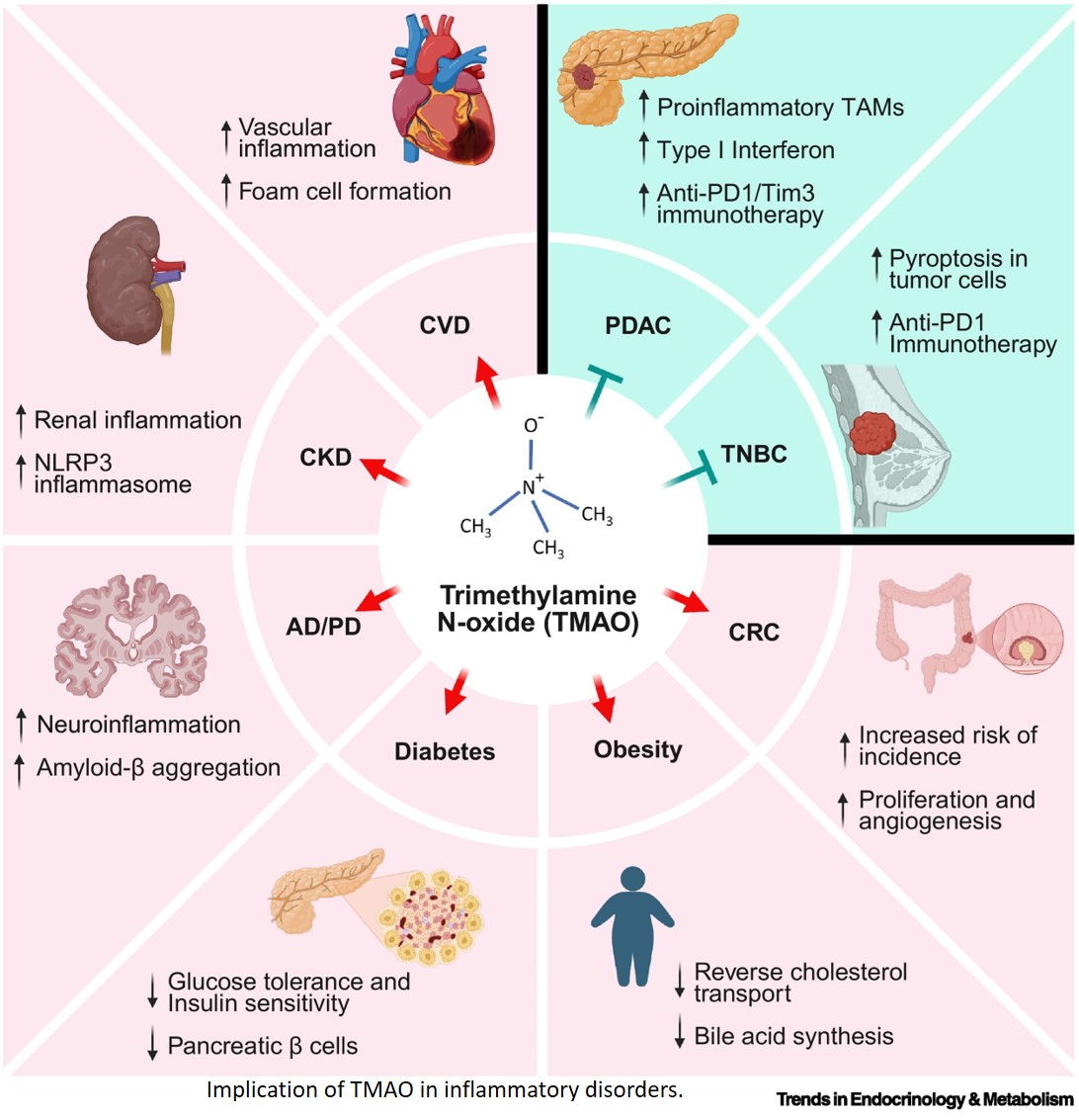 Trimethylamine-N-oxide: the microbial cue in immune-mediated disorders