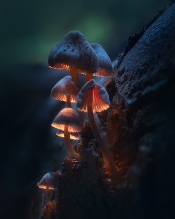 Mushrooms Picture