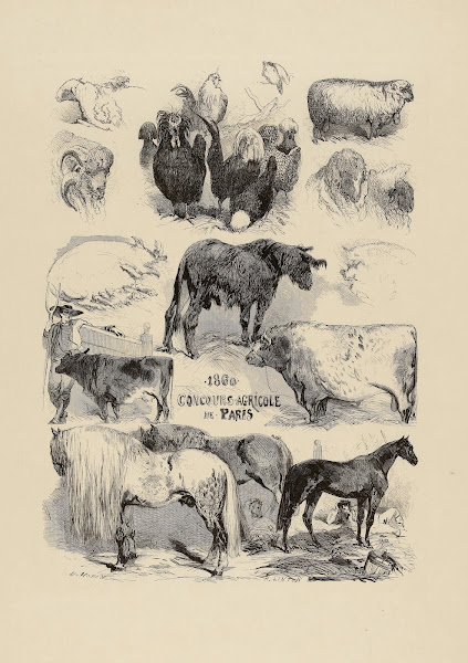 Concours agricole 1860