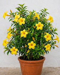 Allamanda Plant