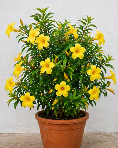Allamanda Plant