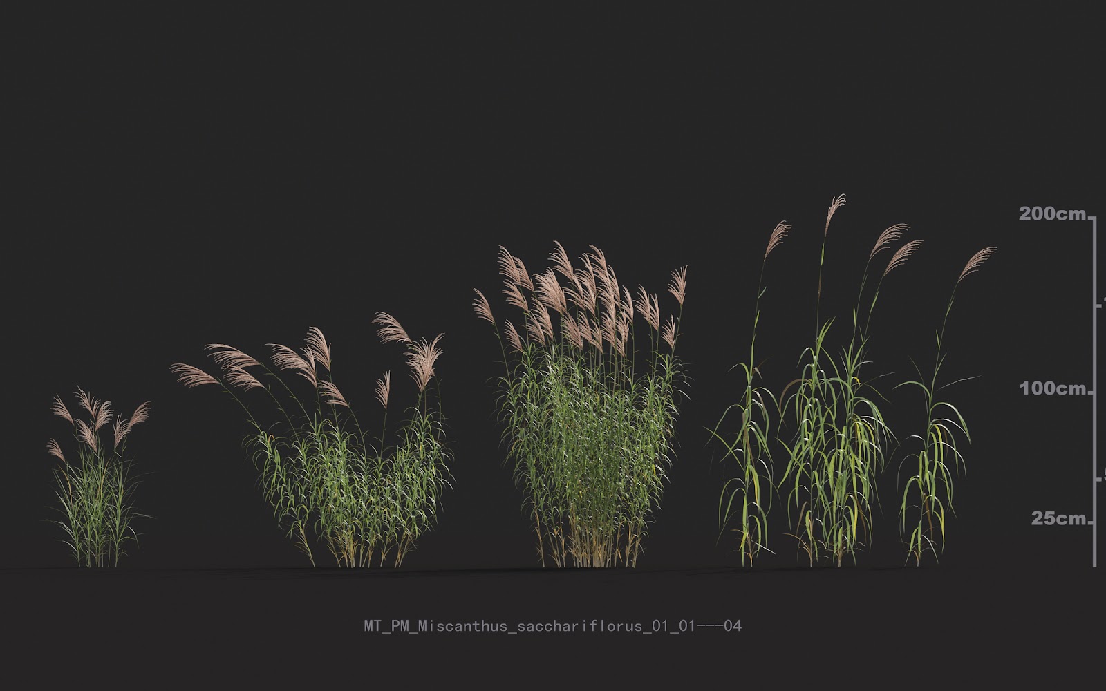 Maxtree - Plant Models Vol.20