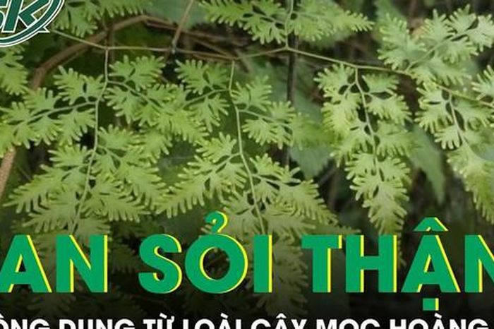 Loài cây mọc hoang giúp hỗ trợ tan sỏi thận được nhiều người tìm dùng - Báo Sức Khỏe &amp; Đời Sống