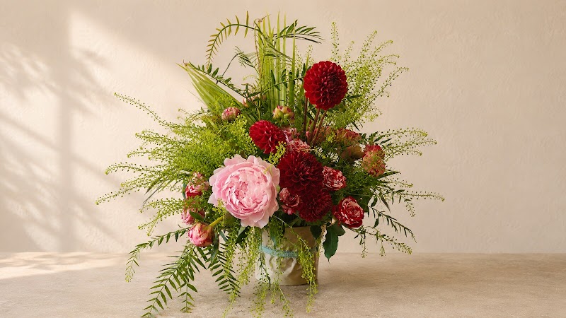 Burgundy Dahlias