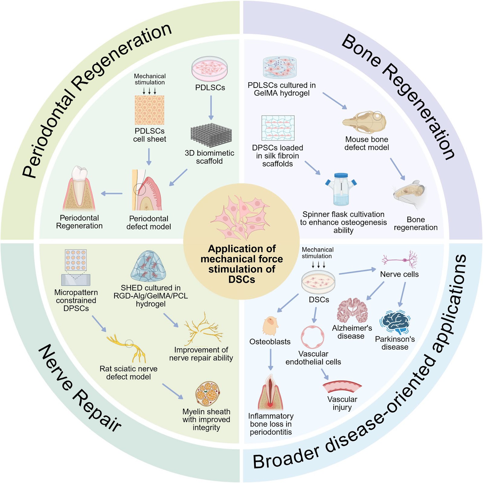 Mechanomedicine-guided mechanical preconditioning of dental-derived stromal cells for tissue regeneration