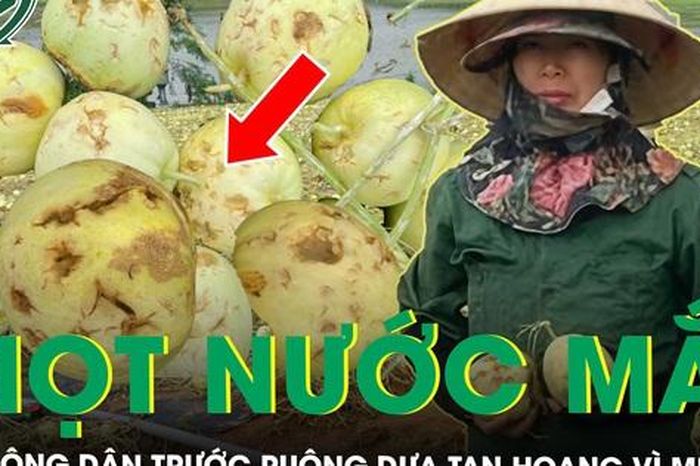 Đắng nghẹn giọt nước mắt của nông dân trước ruộng dưa tan hoang sau một đêm mưa đá - Báo Sức Khỏe &amp; Đời Sống