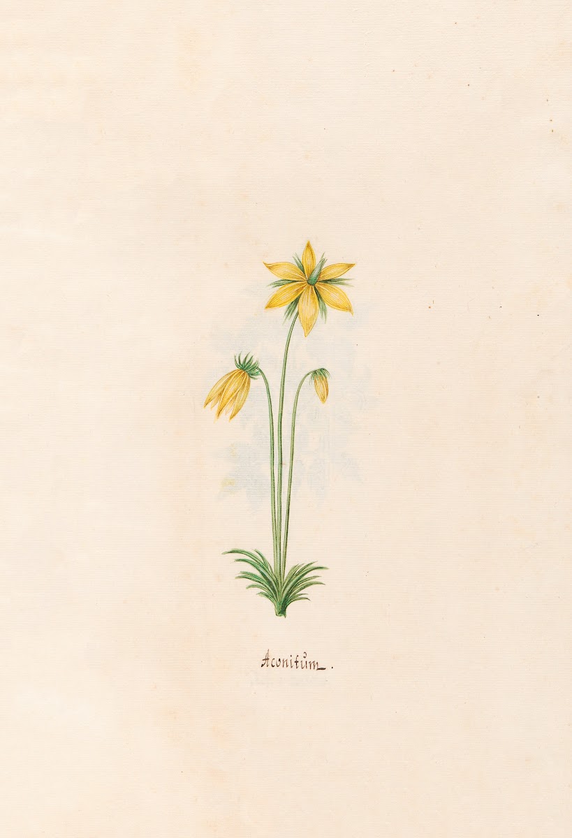 Aconitüm 1692