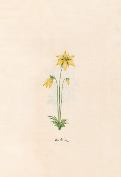 Aconitüm 1692