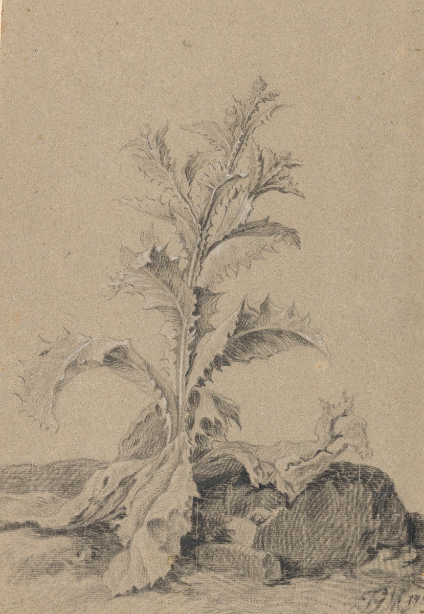 Pflanzenstudie Distel 1817