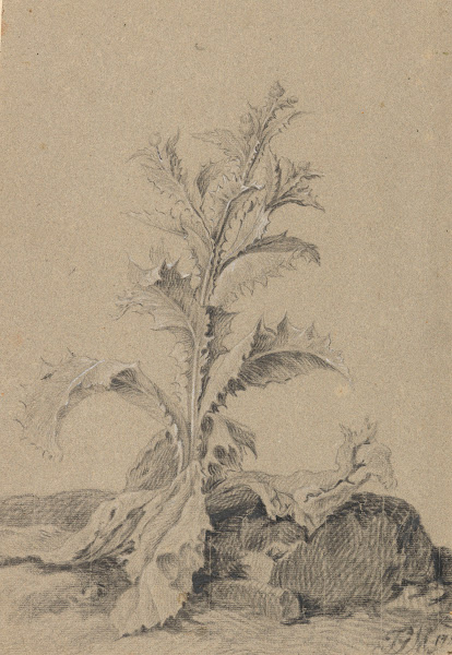 Pflanzenstudie Distel 1817