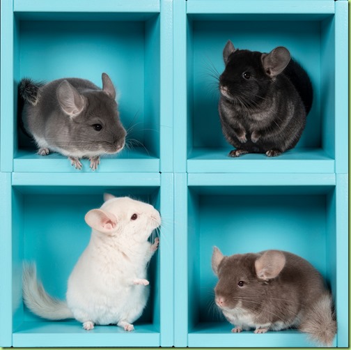 Four different chinchillas in different positions a blue box