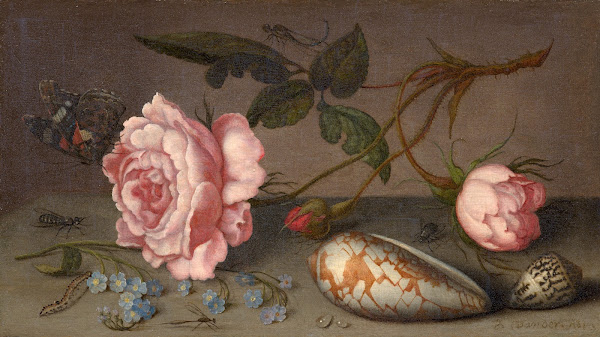 Roses coquillages et insectes sur une table
