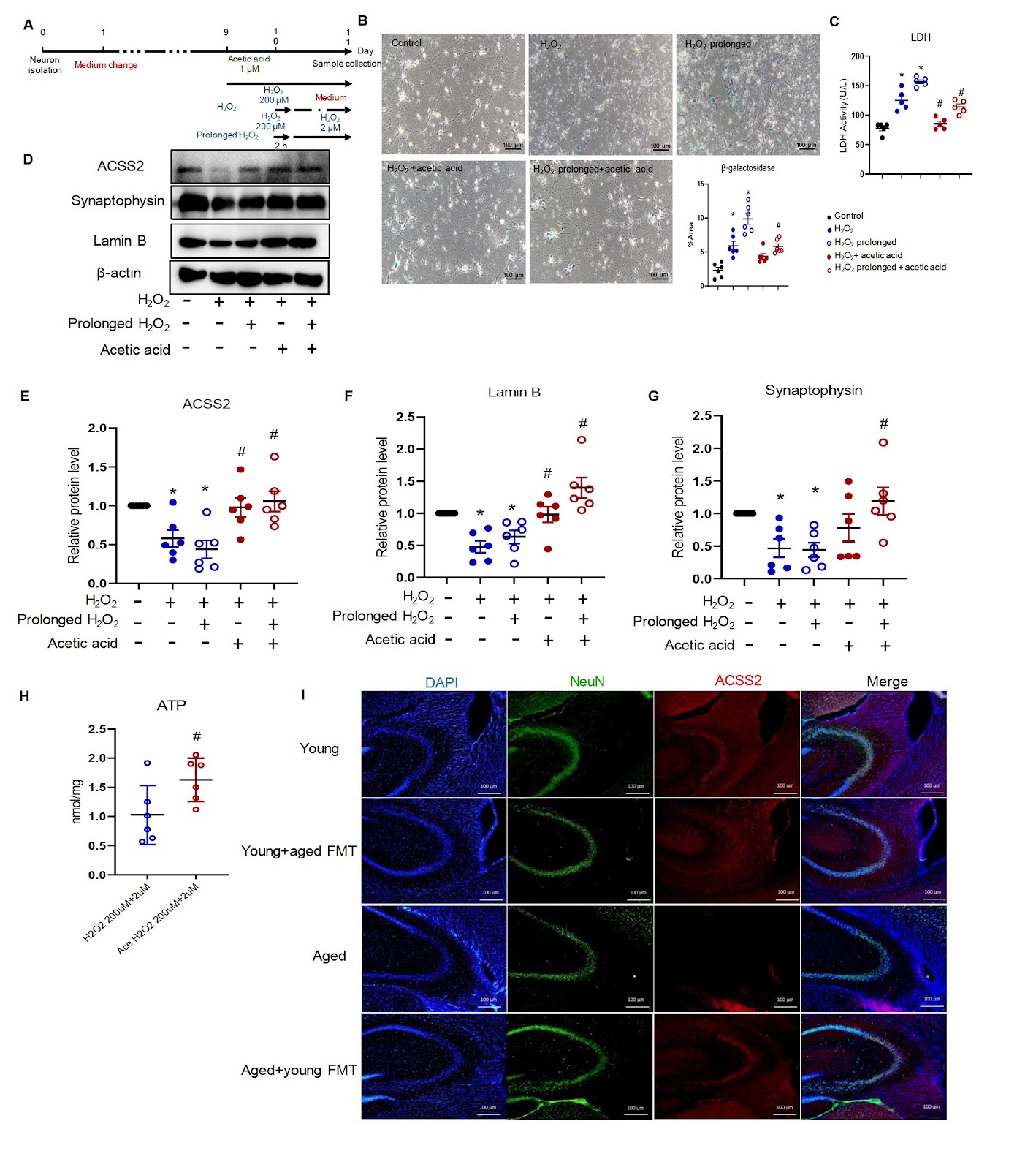 Ageing-associated gut dysbiosis deteriorates mouse cognition