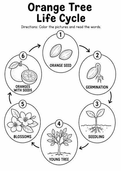 Orange Tree Life Cycle Worksheet