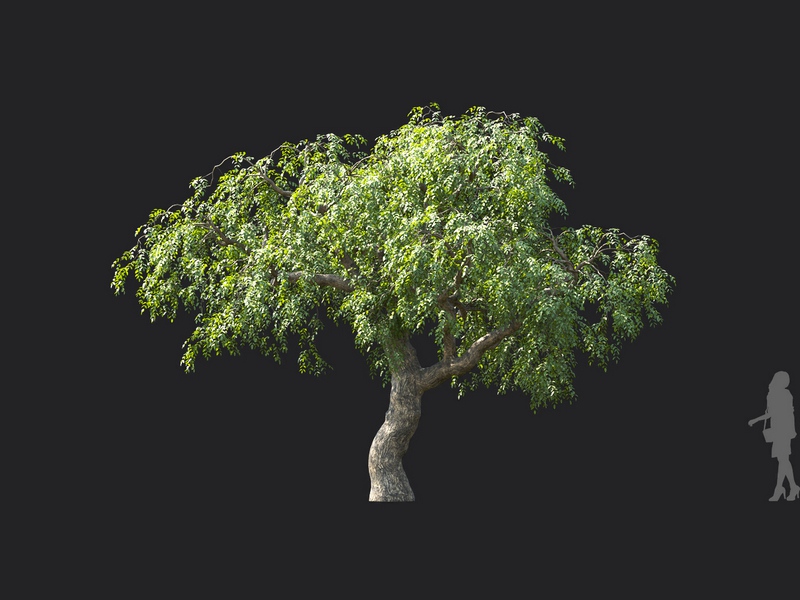 Maxtree - Plant Models Vol.124