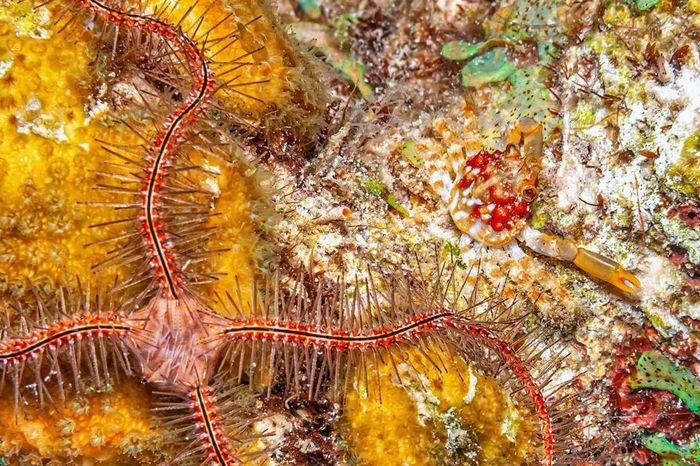 Sinh vật kỳ dị uốn éo dưới biển sâu, tự 'cắt tay' để sống sót - Báo Tri thức &amp; Cuộc sống