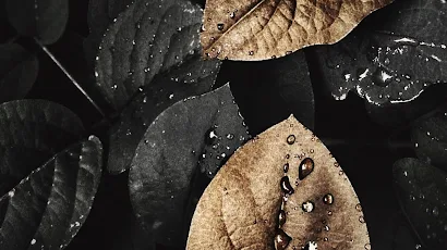 Leaf, Plant, Black, Water, Black And White Full HD iPhone Wallpaper Background