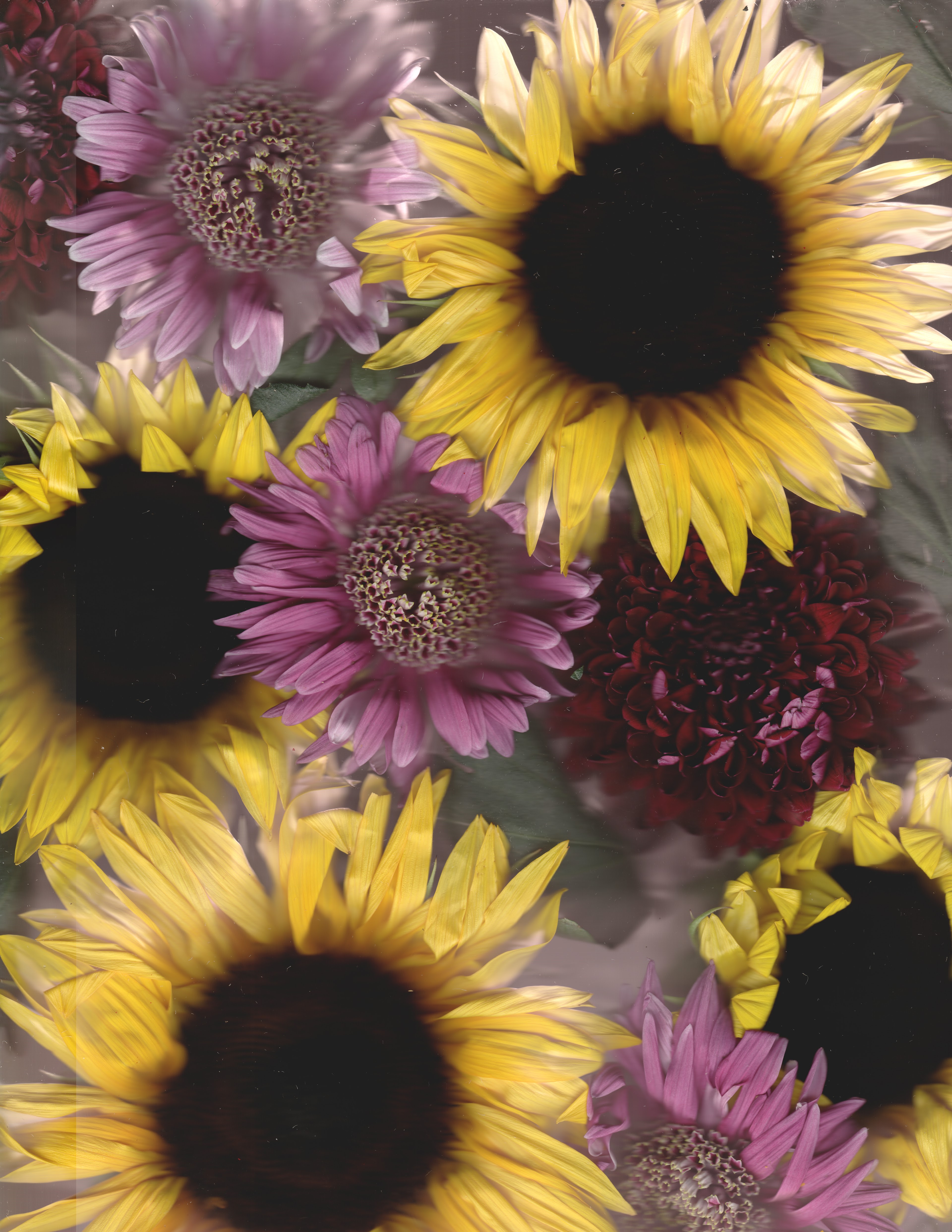Bouquet No. 2 — original botanical scanography fine art print by Zoey Solomon
