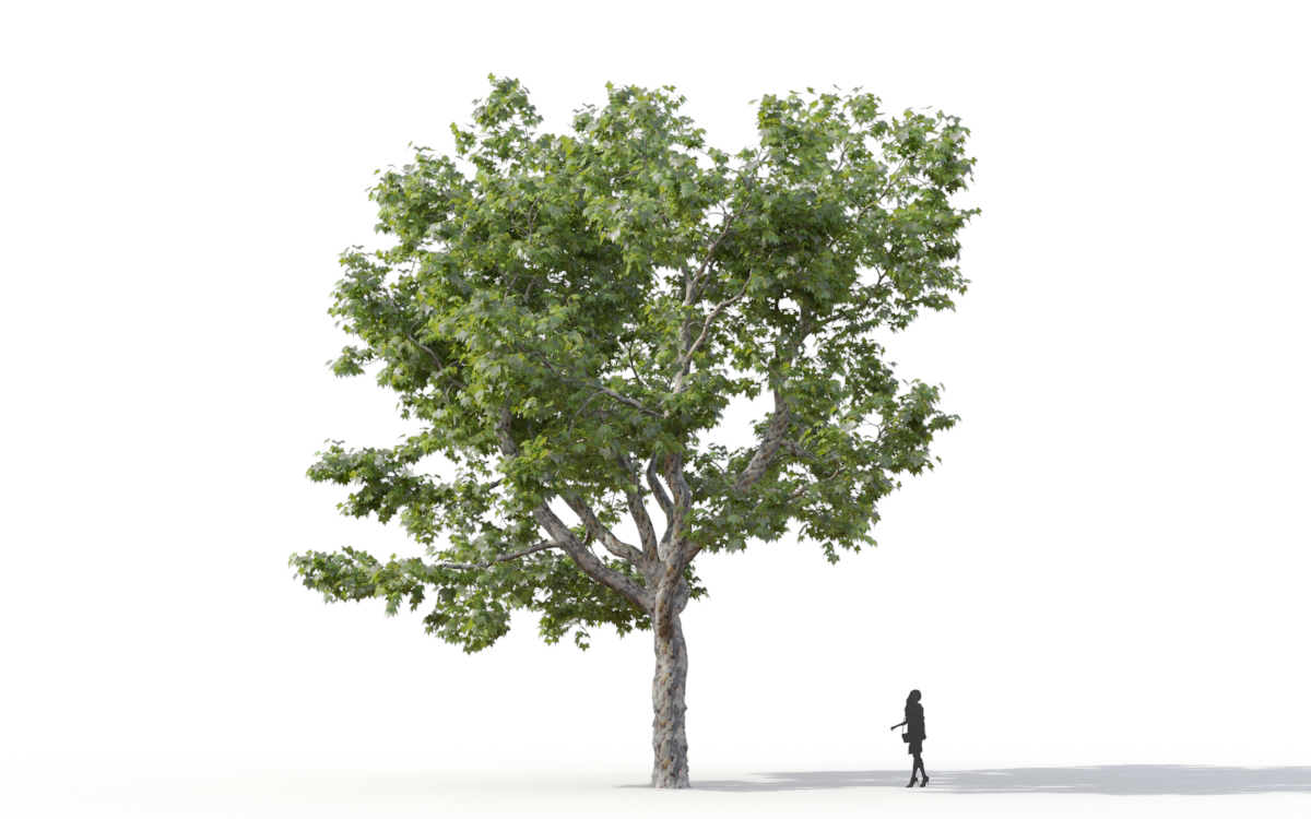Maxtree - Plant Models Vol.11