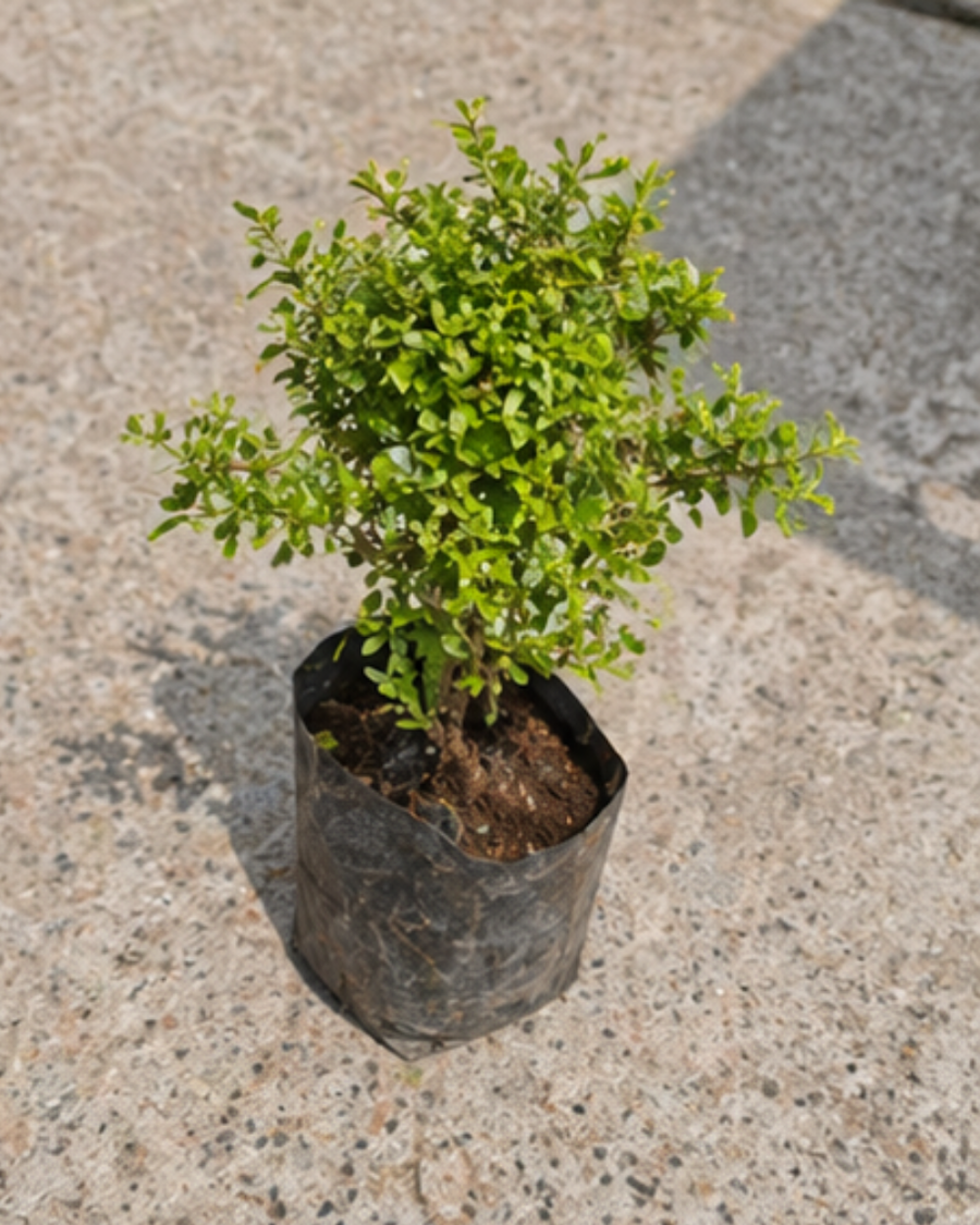 Kamini Table Plant — view 2